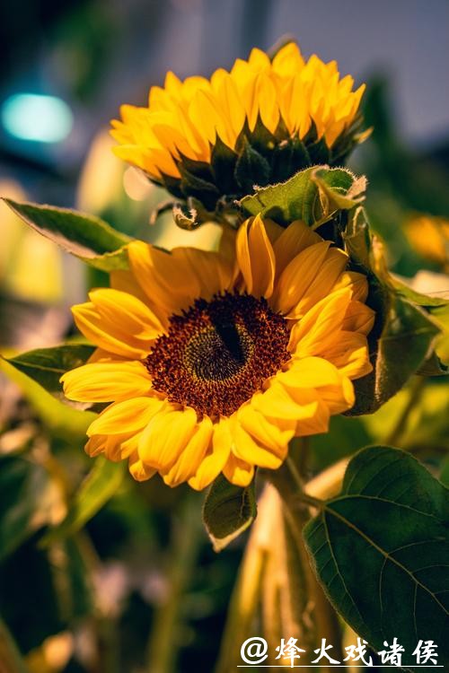 江南的花市 江南的花市